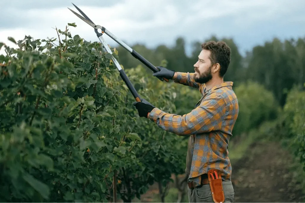Man Trimming bush in preparation for winter